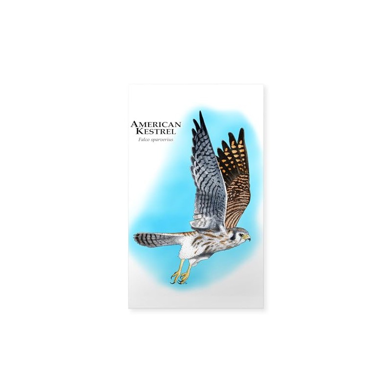 CafePress American Kestrel Rectangle Bumper Sticker Car Decal