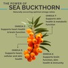 SeabuckWonders Organic Sea Buckthorn Oil, Omega-7 Complete Softgels, 120 Count,