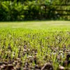 Rye Grass Annual Field Seed by Evergreen Farm and Garden