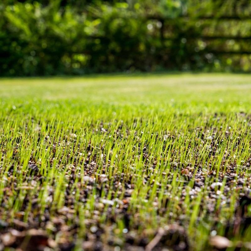Rye Grass Annual Field Seed by Evergreen Farm and Garden