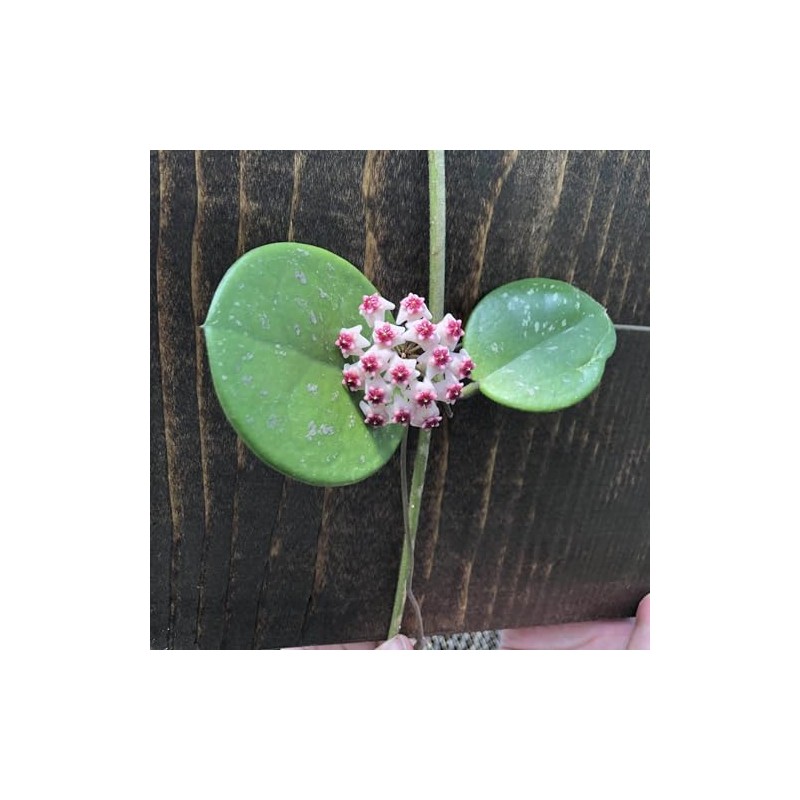 Hoya Obovata, 6" Plant