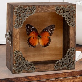 Taxidermy Butterfly Shadow Box Picture Frame - Real Framed Butterflies Meticulously Handcrafted, Framed Butterfly Taxidermy for Dark Academia Decor (Red Saw Nymphalid (Nymphalidae))