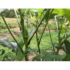 Organic Clemson Spineless Okra (Abelmoschus esculentus) 250 Seeds (25 Grams) - Common Ivy, Gobbo, Gumbo, Ivy Gum Plant, Ladies' Fingers, Ochro, Okra, Okro by Smoke Camp Crafts