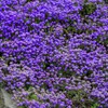 21000+ Mixed Creeping Thyme Seeds - Thymus serpyllum, Fast-Growing Drought-Tolerant