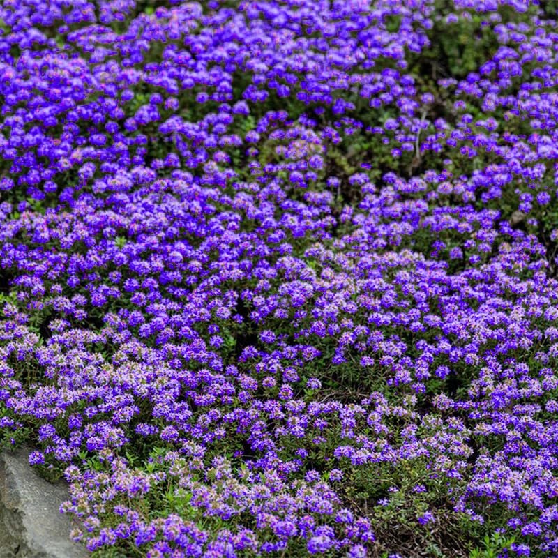 21000+ Mixed Creeping Thyme Seeds - Thymus serpyllum, Fast-Growing Drought-Tolerant