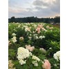Vanilla Strawberry Hydrangea PP 20670 (3 Gallon)
