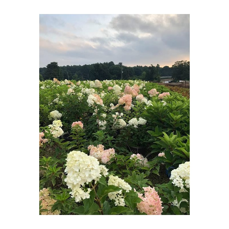Vanilla Strawberry Hydrangea PP 20670 (3 Gallon)