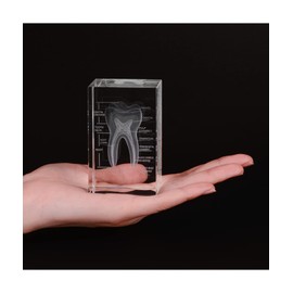 Ultrassist 3D Human Tooth Crystal Model, Laser Etched Anatomical Model for Home and Office Decoration, Dentists Gifts