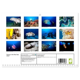Diving in the Red Sea 2022 (Monthly Wall Calendar 2026 16.5" x 23.4" (open)), CALVENDO 14 Month Calendar