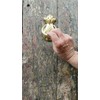 Tropical Welcome – Bronze Pineapple Door Knocker from Bali A