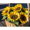 Kids' Garden Activity Set with Seeds - UK Made Kit