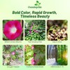 Outsidepride 500 Seeds Annual Ipomoea Purpurea Morning Glory Crimson Rambler