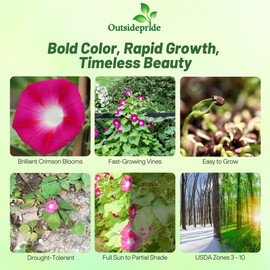 Outsidepride 500 Seeds Annual Ipomoea Purpurea Morning Glory Crimson Rambler Climbing Vine Flower Seeds for Planting