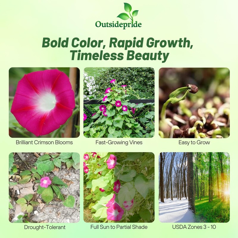 Outsidepride 500 Seeds Annual Ipomoea Purpurea Morning Glory Crimson Rambler