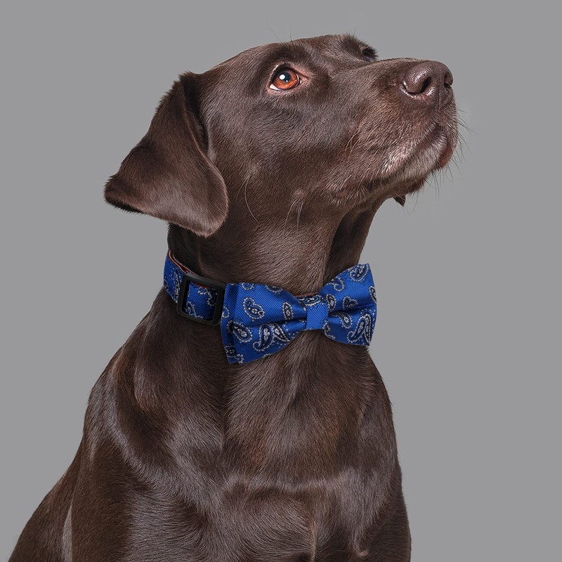 Rhea Rose Bowtie Dog Collars Blue Paisley Pattern Small