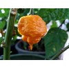 Scotch Brains Hot Pepper 10+ Seeds