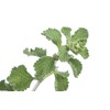 Health Embassy White Horehound Herb | Marrubium Vulgare L |