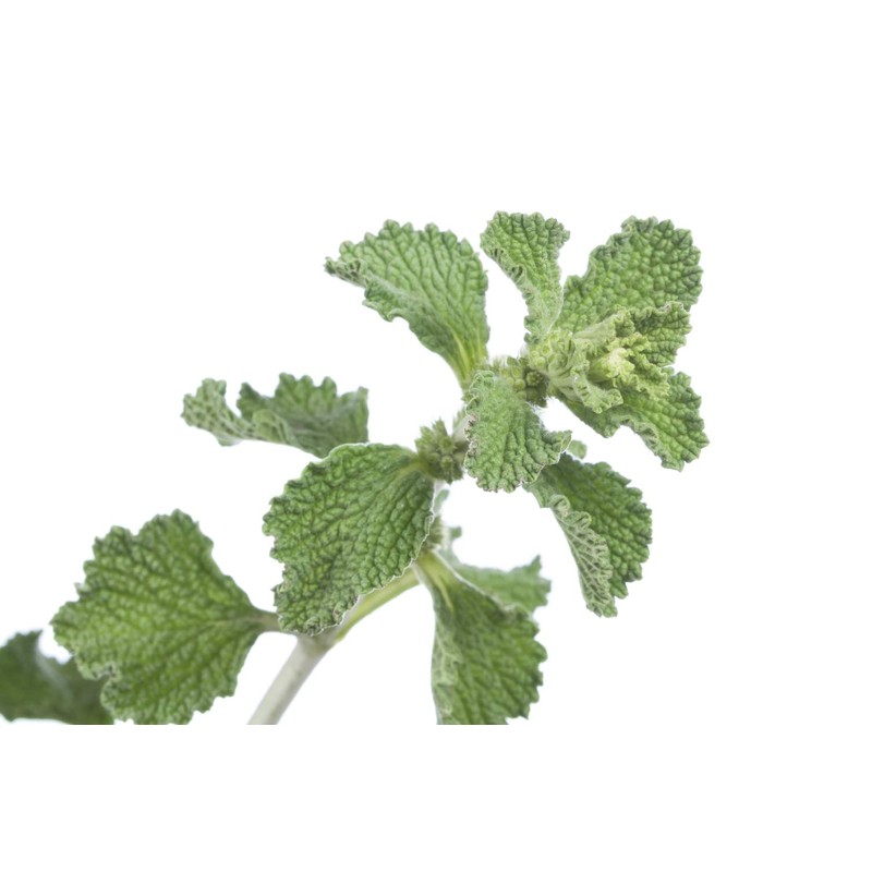 Health Embassy White Horehound Herb | Marrubium Vulgare L |