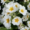 Outsidepride Common Primrose White - 100 Seeds