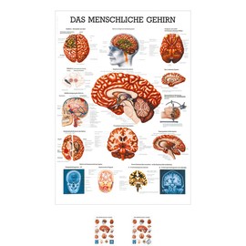 Sport-Tec Brain Mini Poster Anatomy 34 x 24 cm Medical Teaching Aid