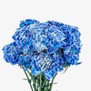 Fresh Carnation Flowers for Birthday, Anniversary, Mother's Day & Valentine's