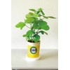Seishin Pottery Growing Eeda Bean Cultivation Set, Green, Size: Approx.
