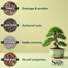 The Soil Sage 5qts/5l Premium Bonsai Mix - U.S.A. Made