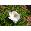 Buy Rare Seeds Rosa rugosa Alba | White Japanese Rose