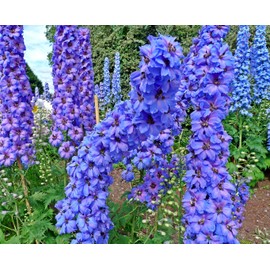 Blue Delphinium Larkspur Flower Seeds Tall Variety 30+ Non-GMO Seeds for Growing