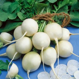 Philadelphia White Box Radish Seeds - 4 g Packet ~900 Seeds - Non-GMO, Heirloom - Vegetable Garden, Growing Microgreens - Raphanus sativus