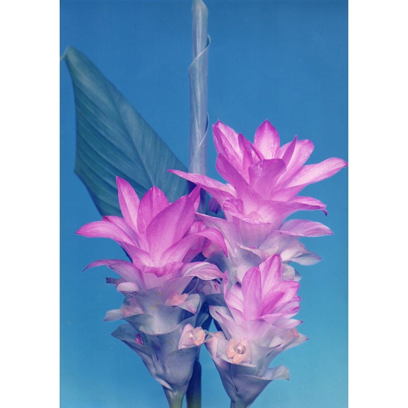 Tanegoshima Spring Turmeric Powder, 3.5 oz (100 g)