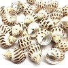 PEPPERLONELY 10PC Babylonia Areolata Hermit Crab Sea Shells, 2 Inch