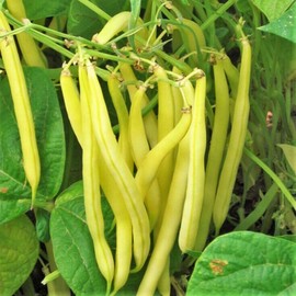 TomorrowSeeds Kentucky Wonder Yellow Wax Bean Seeds | Pole Beans Butter Golden Seed For 2024