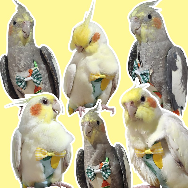VANFAVORI Bird Diaper Harness Flight Suit Clothes with 80 Inch