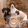 MICOOYO Disposable Male Dog Wraps, Male Dog Diapers Disposable with