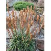 Lilium formosanum v. pricei | Dwarf Formosa Lily | 100