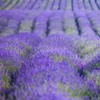 FIORENTINO Soap Lavender 100 gr case. - soap