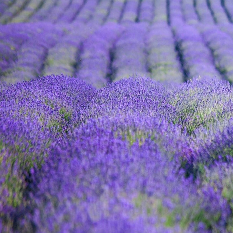 FIORENTINO Soap Lavender 100 gr case. - soap