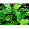 100 Malabar Red Stem Spinach Seeds Herb Heirloom Non-GMO Phooi