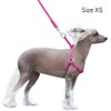 CollarDirect Rolled Leather Dog Harness Small Puppy Step-in Leash Set