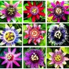 50 Passion Fruit Seeds, Passion Flower Exotic Edible Tropical Fragrant