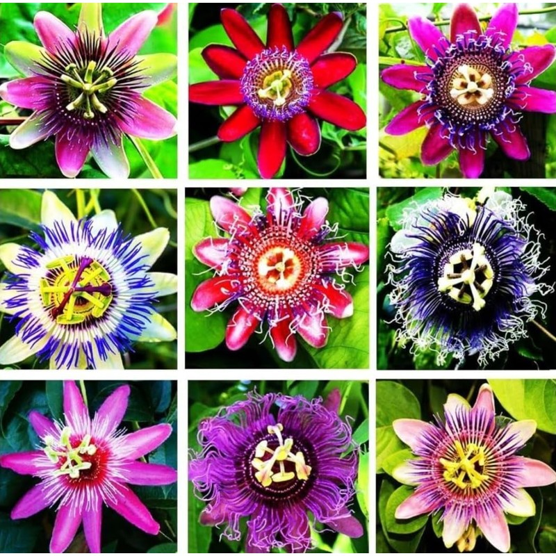 50 Passion Fruit Seeds, Passion Flower Exotic Edible Tropical Fragrant