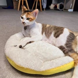 고양이 방석 의 푹신푹신 포근한 강아지방 집사 펫룸 (49705828) Fluffy Cozy Cat Cushion Dog Room Pet Room (49705828)