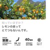 Yaeyama Chlorella and Hiroshima Lemon [Remokuro] 300 grains for 1