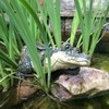 Toad Hollow Large Lying Gator Home & Garden Alligator Statue
