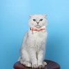 Plaid Cat Collar with Bow Tie Bell Breakaway Daisy Kitten