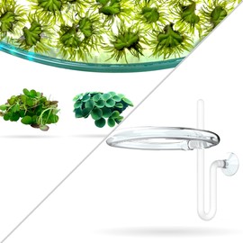 Aquarigram Rare Floating Plant Combo (Velvet Water Spangles, Riccia Water Spangles, Giant Duckweed) + Invisible Feeding Ring