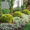 2 Gallon Proven Winners Anna's Magic Ball Arborvitae Shrub