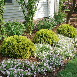 2 Gallon Proven Winners Anna's Magic Ball Arborvitae Shrub