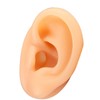 Human Ear Model Simulation Artificial Human Left Ear Silicone Ear